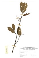 藏品(羊角木)的圖片